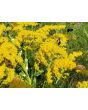 Goldenrod 