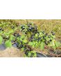 Garden Huckleberry Seeds (Certified Organic)