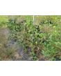 Garden Huckleberry Seeds (Certified Organic)