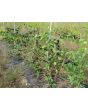 Garden Huckleberry Seeds (Certified Organic)
