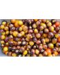 Tomato 'Gold Berries'