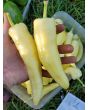 Sweet Pepper ‘Sweet Sunset F2’ 