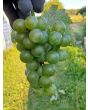 Grape 'Niagara' Seeds (Certified Organic)