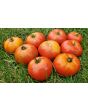 Tomato 'Giant Tomato Tree' Seeds (Certified Organic)