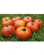 Tomato 'Giant Tomato Tree' Seeds (Certified Organic)