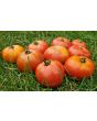 Tomato 'Giant Tomato Tree' Seeds (Certified Organic)