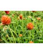 Globe Amaranth ‘Mandarin Orange’ Seeds (Certified Organic)