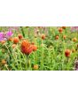 Globe Amaranth ‘Mandarin Orange’ Seeds (Certified Organic)