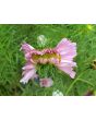 Cosmos 'Seashells' Seeds (Certified Organic)