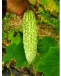 Bitter Melon Seeds (Certified Organic)