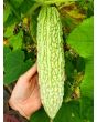 White Bitter Melon Seeds (Certified Organic)