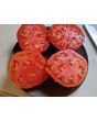 Tomato 'Giant Tomato Tree' Seeds (Certified Organic)