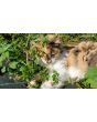 Catnip