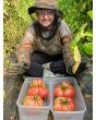 Tomato 'Bear Claw' Seeds (Certified Organic)