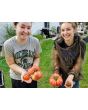 Tomato 'Bear Claw' Seeds (Certified Organic)