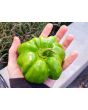 Sweet Pepper ‘Paradicsum Alaku Sarga Szentes’ Seeds (Certified Organic)