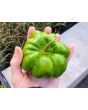 Sweet Pepper ‘Paradicsum Alaku Sarga Szentes’ Seeds (Certified Organic)