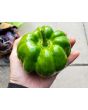 Sweet Pepper ‘Paradicsum Alaku Sarga Szentes’ Seeds (Certified Organic)