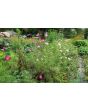 Cosmos 'Seashells' Seeds (Certified Organic)