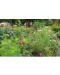 Cosmos 'Seashells' Seeds (Certified Organic)