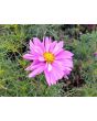 Cosmos 'Seashells' Seeds (Certified Organic)
