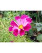 Cosmos 'Seashells' Seeds (Certified Organic)