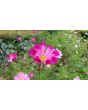 Cosmos 'Seashells' Seeds (Certified Organic)