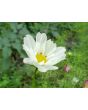 Cosmos 'Seashells' Seeds (Certified Organic)