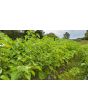 Peruvian Ground Cherry Seeds (Certified Organic)