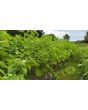 Peruvian Ground Cherry Seeds (Certified Organic)