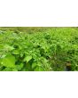 Peruvian Ground Cherry Seeds (Certified Organic)