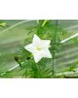 Morning Glory Cypress Vine, Red and White 