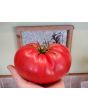 Tomato 'Behemoth King' Seeds (Certified Organic)