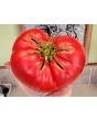 Tomato 'Behemoth King' Seeds (Certified Organic)