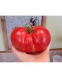 Tomato 'Behemoth King' Seeds (Certified Organic)