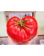 Tomato 'Behemoth King' Seeds (Certified Organic)