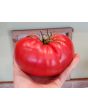 Tomato 'Behemoth King' Seeds (Certified Organic)