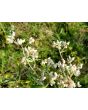 Pearly Everlasting Seeds (Certified Organic)