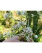 Pearly Everlasting Seeds (Certified Organic)