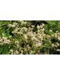 Pearly Everlasting Seeds (Certified Organic)
