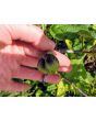 Apple of Peru AKA Shoo-Fly Plant 