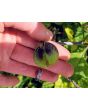 Apple of Peru AKA Shoo-Fly Plant 
