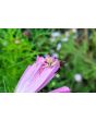 Cosmos 'Seashells' Seeds (Certified Organic)