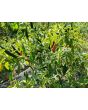 Hot Pepper ‘Red Thai’ Seeds (Certified Organic)