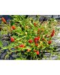 Hot Pepper ‘Thai Hot' 