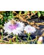 Bachelor's Button 'Classic Fantastic'