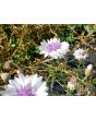 Bachelor's Button 'Classic Fantastic'