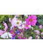 Cosmos 'Seashells' Seeds (Certified Organic)