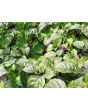Hot Pepper ‘Naga Death Purple Leaf’ Seeds (Certified Organic)