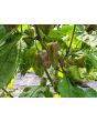 Hot Pepper ‘Naga Death Purple Leaf’ Seeds (Certified Organic)